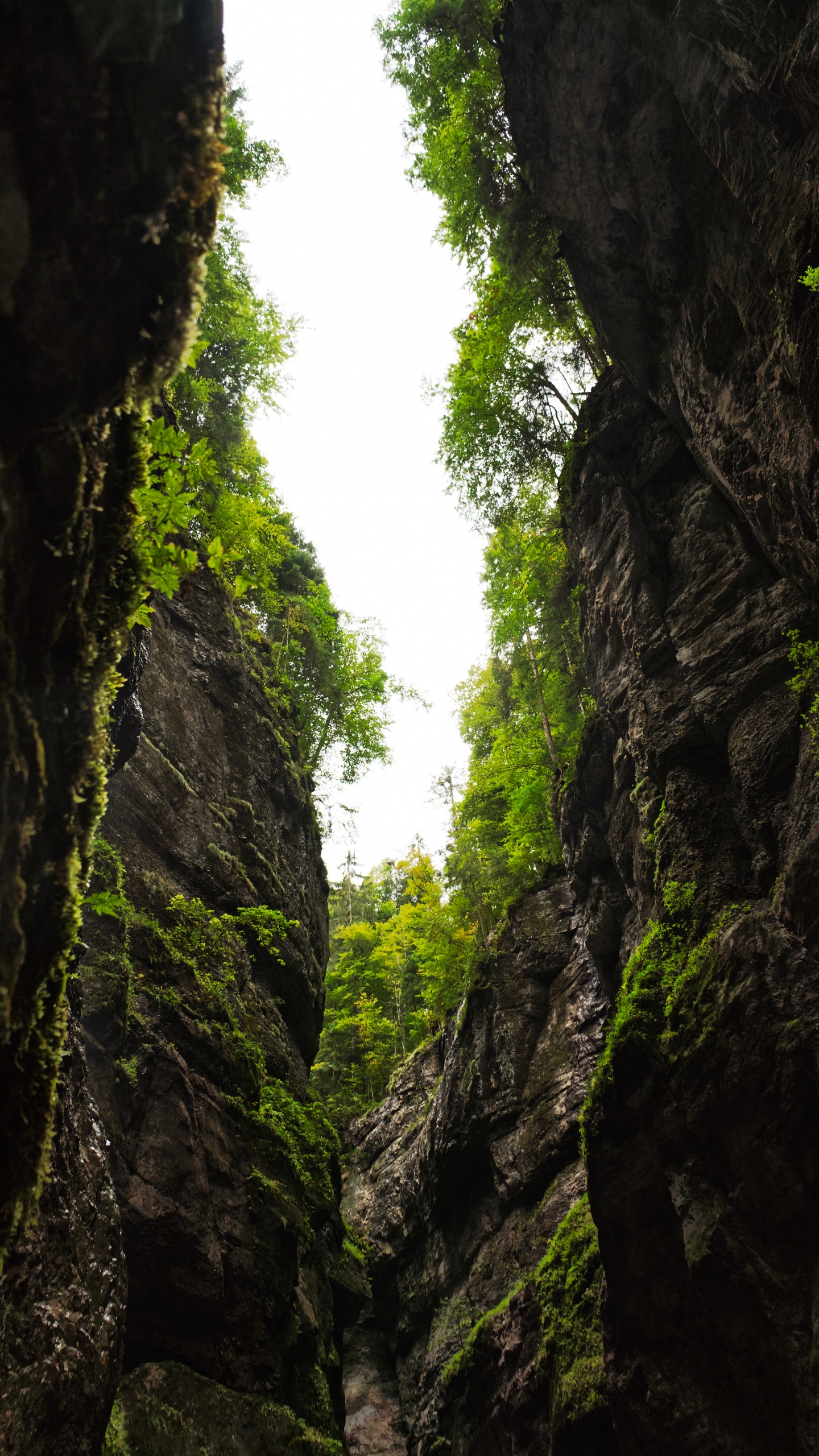 Обои природа, растительность, зеленый, дерево, окружающая среда в разрешении 1440x2560