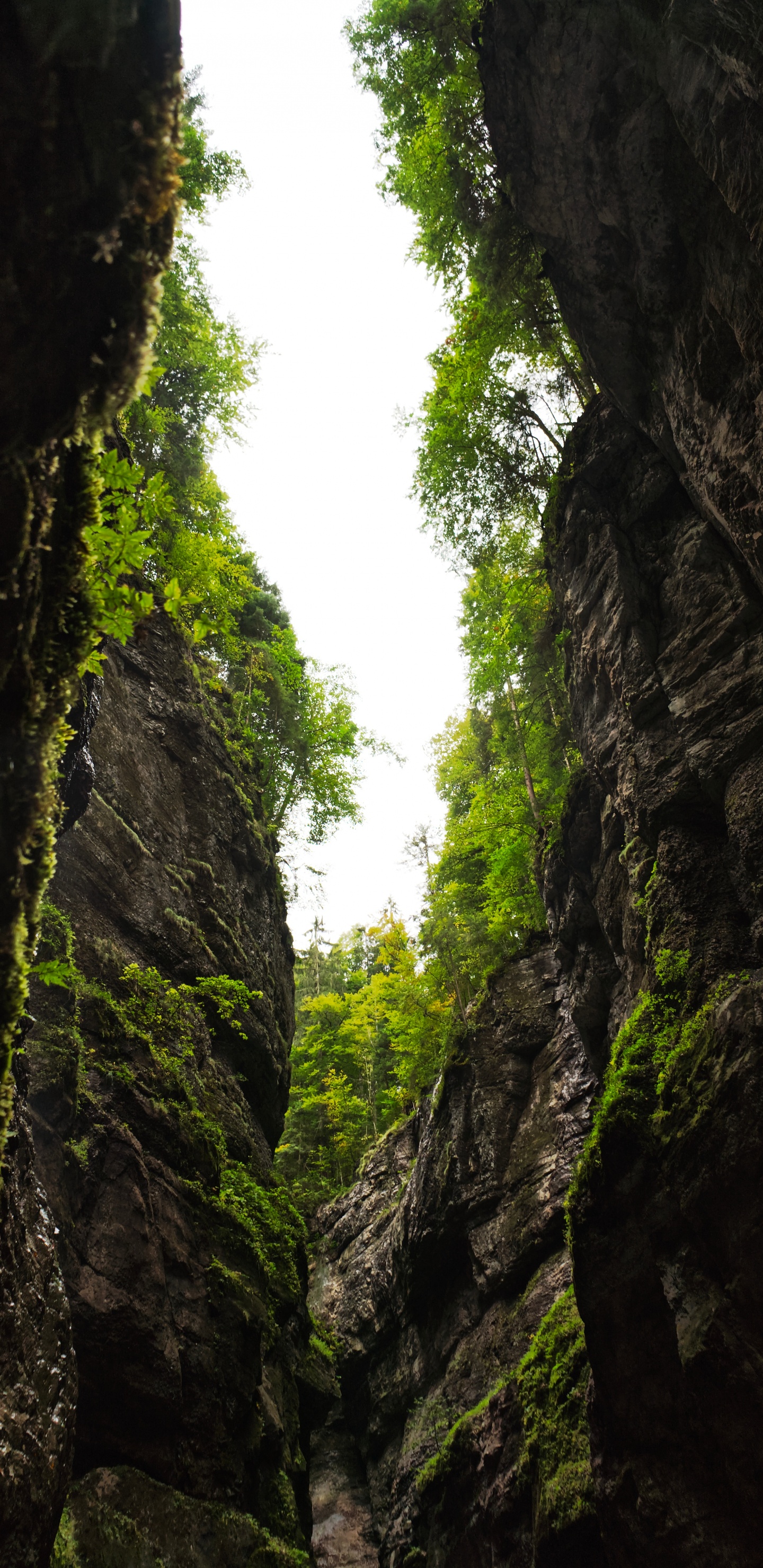 Обои природа, растительность, зеленый, дерево, окружающая среда в разрешении 1440x2960