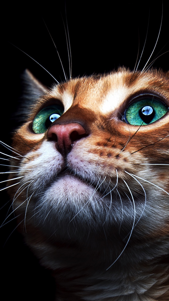 Обои котенок, кот, бакенбарды, кошачьих, морда в разрешении 720x1280