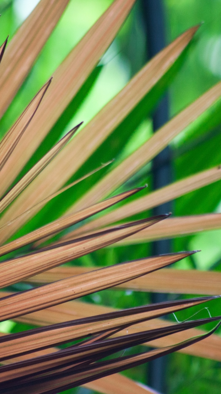 Обои лист, растение, семейство травы, дерево, стебель растения в разрешении 720x1280