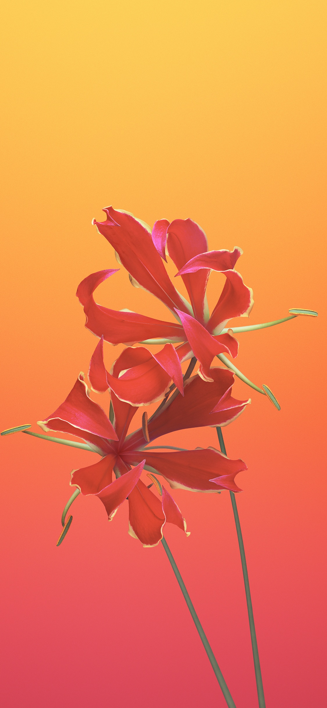 Обои цветковое растение, лепесток, розовый, ботаники, красный цвет в разрешении 1125x2436