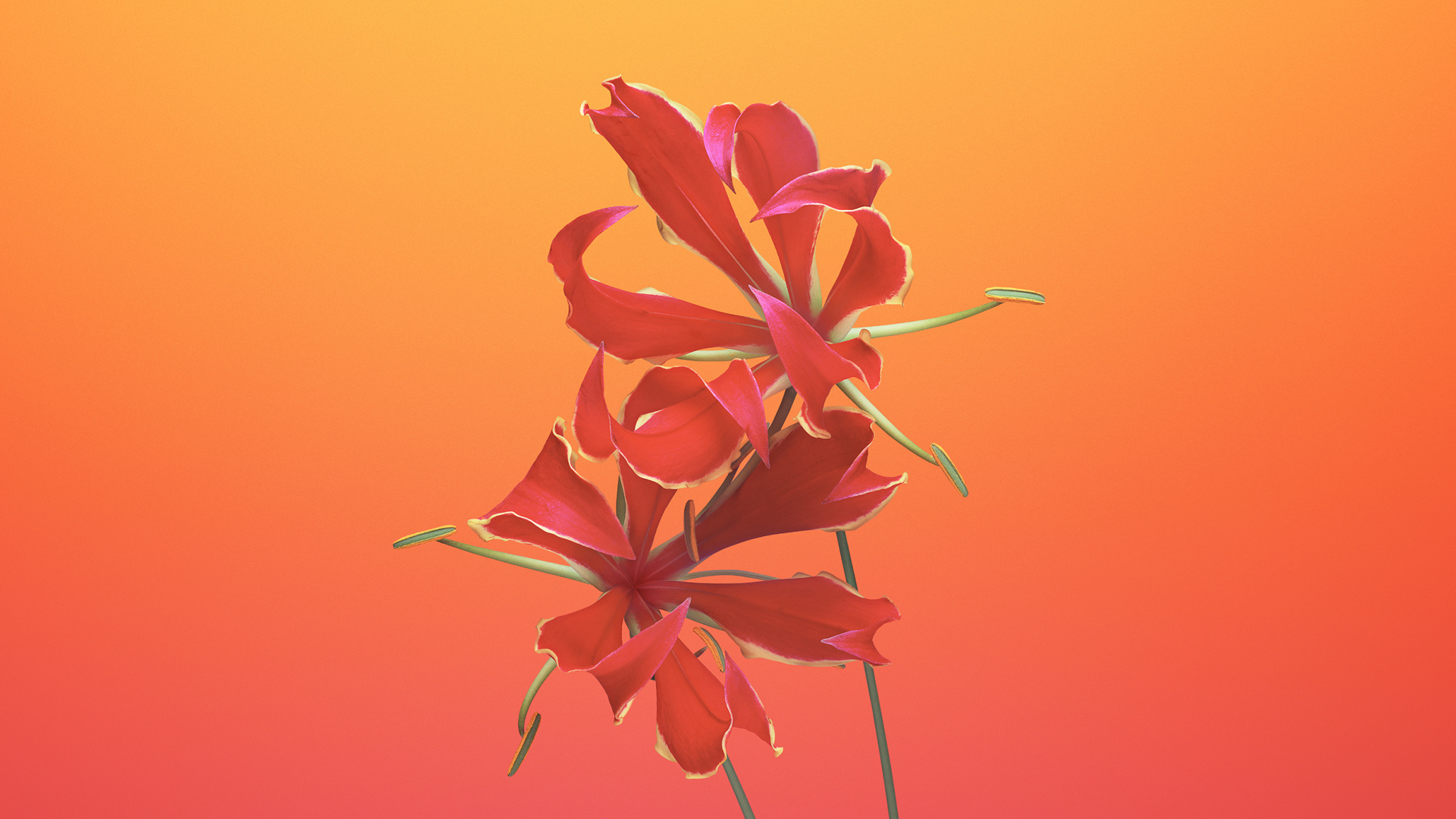 Обои цветковое растение, лепесток, розовый, ботаники, красный цвет в разрешении 1920x1080