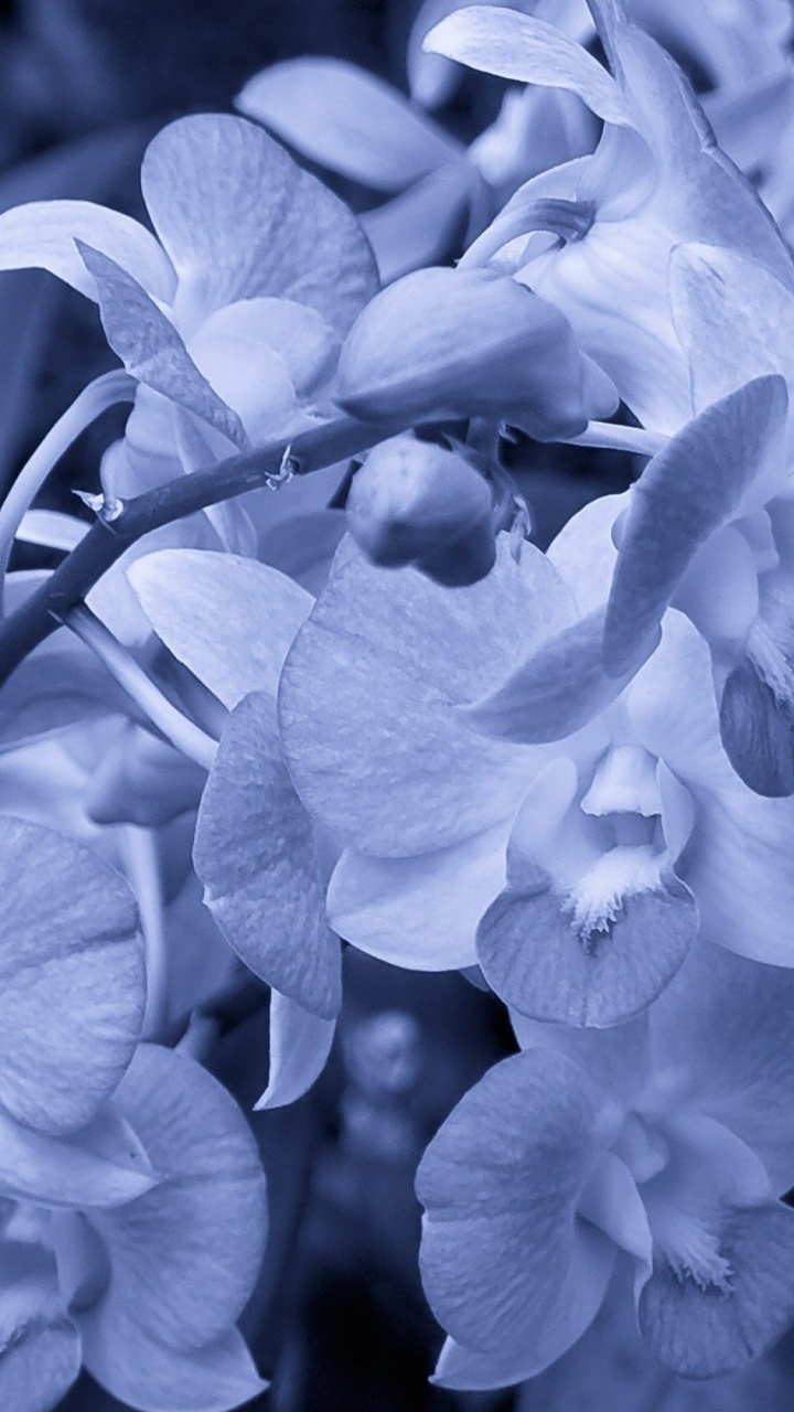 Обои орхидея, цветок, мотылек орхидеи, белые, синий в разрешении 720x1280