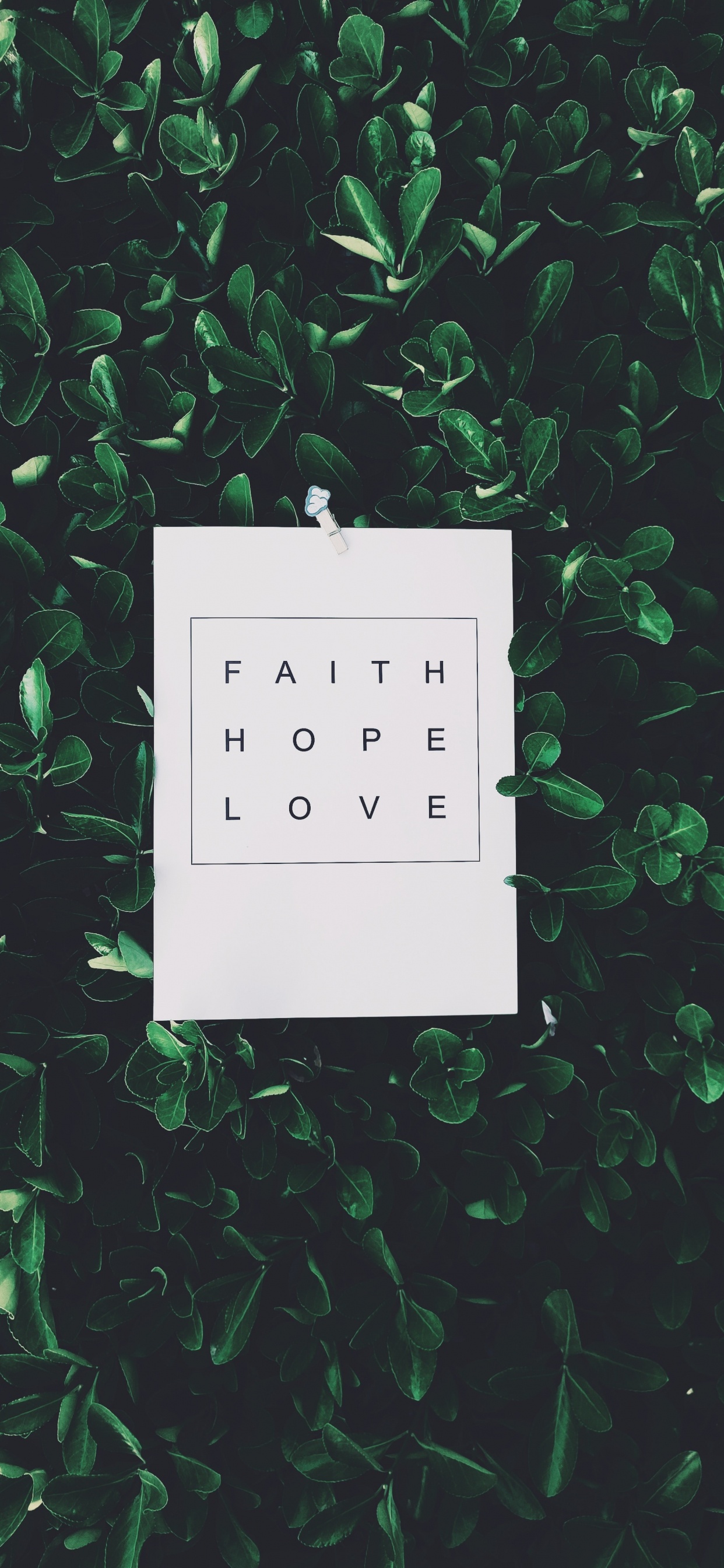 Обои растение, блог, дерево, зеленый, иллюстрация в разрешении 1242x2688