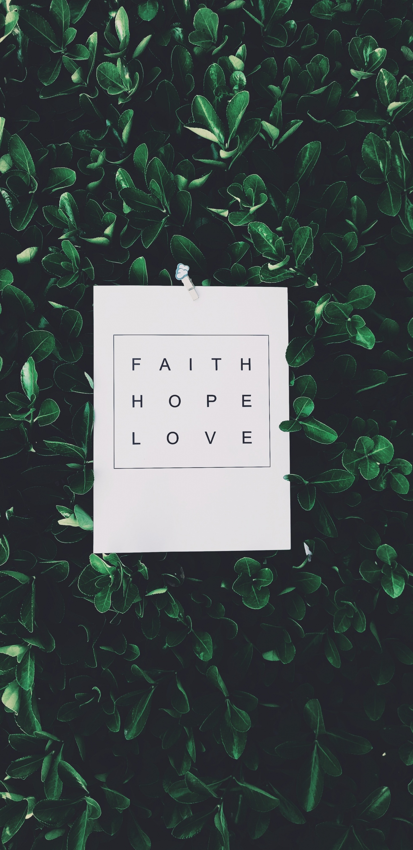 Обои растение, блог, дерево, зеленый, иллюстрация в разрешении 1440x2960