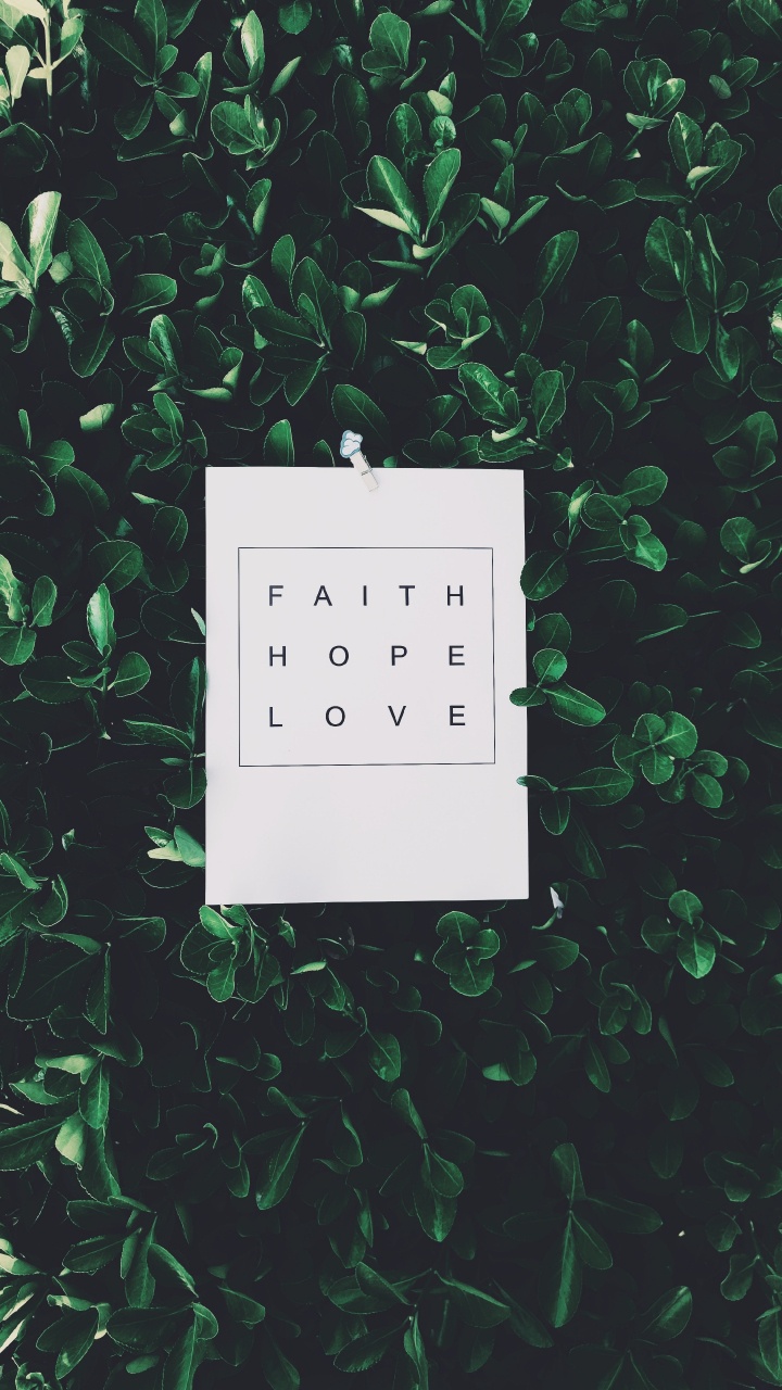 Обои растение, блог, дерево, зеленый, иллюстрация в разрешении 720x1280