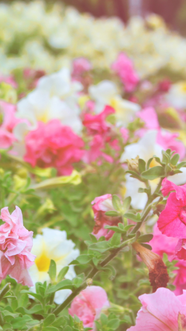 Обои цветковое растение, лепесток, растение, розовый, семья Роуз в разрешении 750x1334