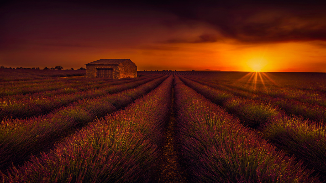 Обои поле, лаванда, сенокосное угодье, прерия, атмосфера в разрешении 1366x768