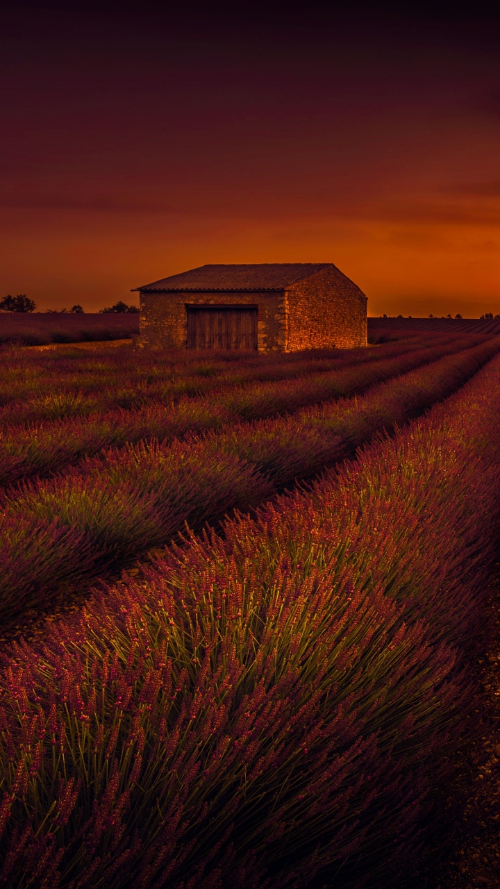 Обои поле, лаванда, сенокосное угодье, прерия, атмосфера в разрешении 720x1280