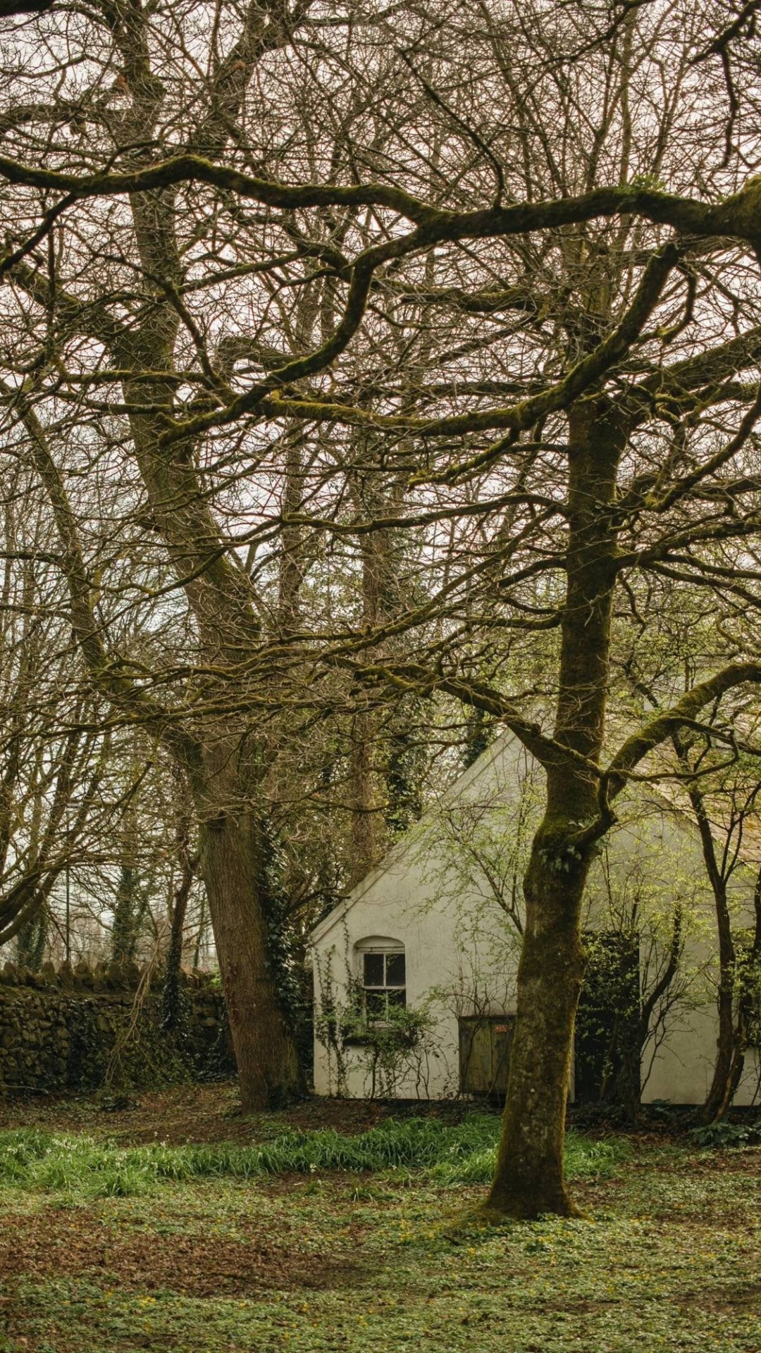 Обои ветвь, лист, растение, биология, дерево в разрешении 1080x1920