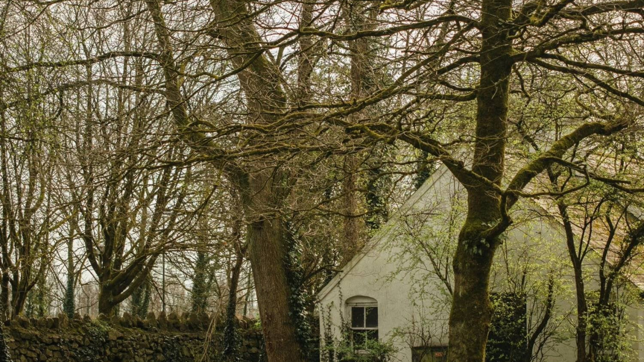 Обои ветвь, лист, растение, биология, дерево в разрешении 1280x720