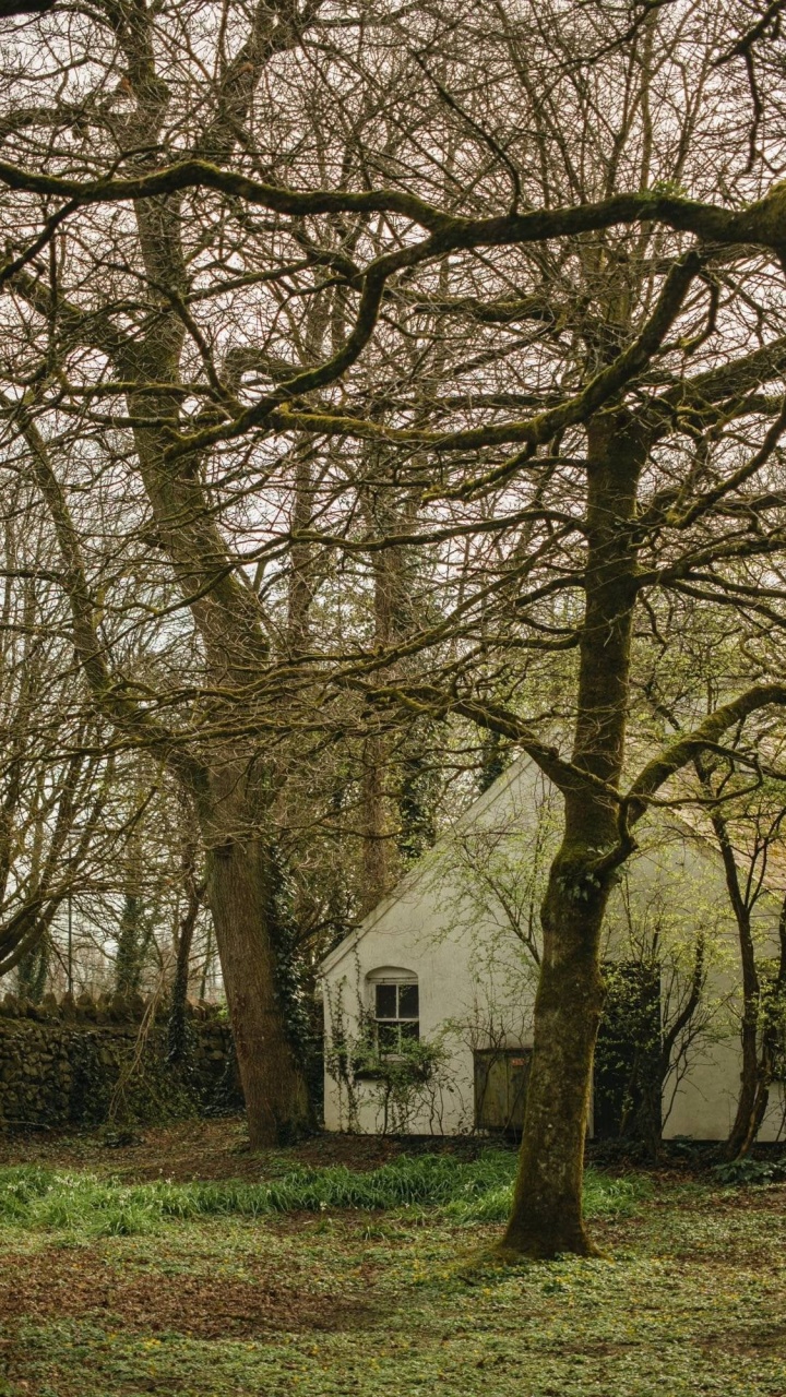 Обои ветвь, лист, растение, биология, дерево в разрешении 720x1280