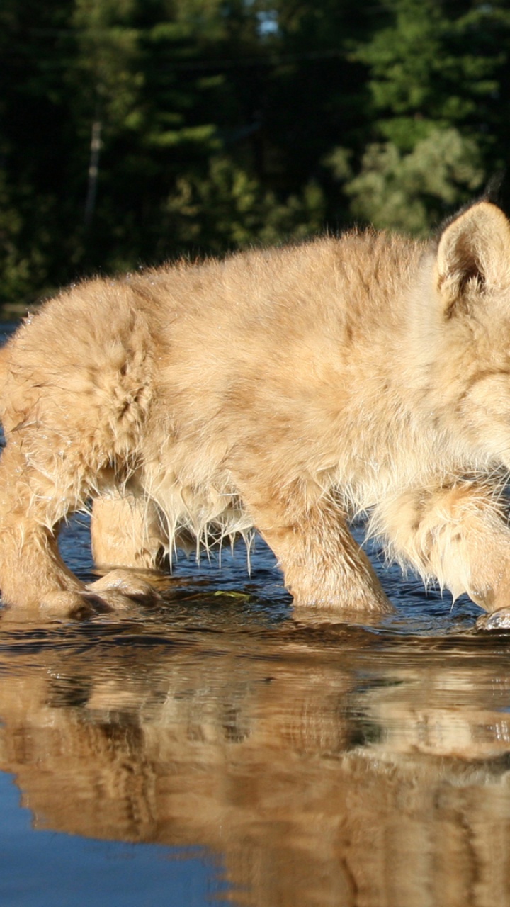 Обои бобр, живая природа, отражение, кошки малого и среднего размера, мелкие и средние кошки в разрешении 720x1280