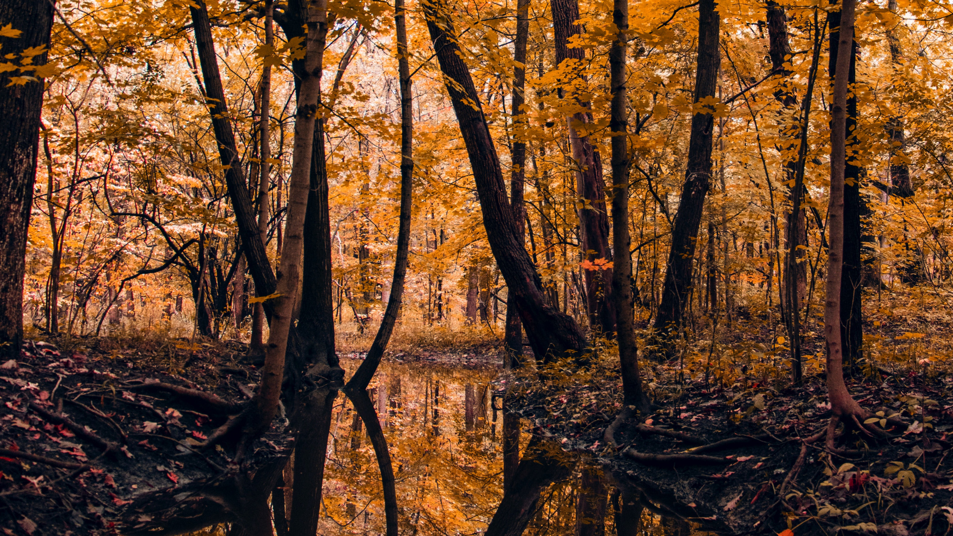 Обои дерево, природа, лист, северный лиственный лес, природный ландшафт в разрешении 1920x1080