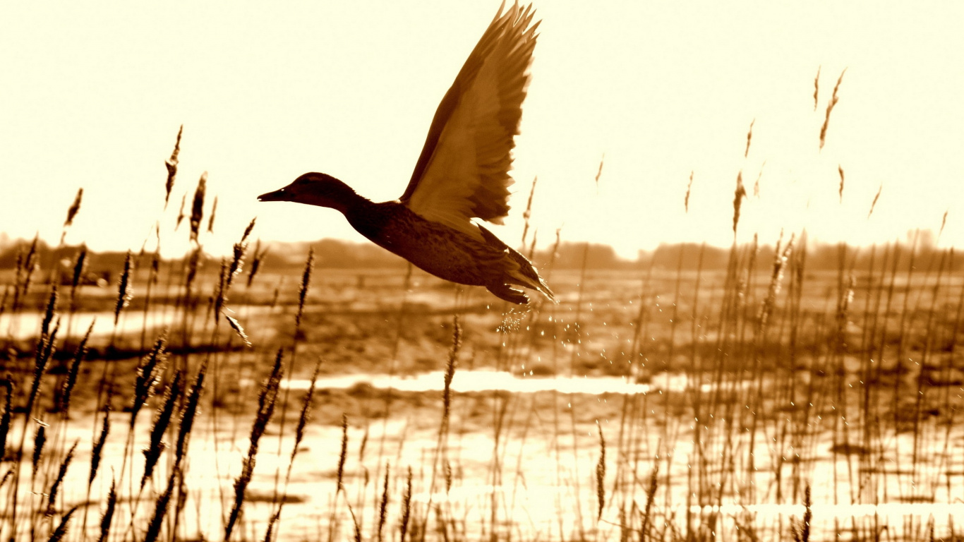 Обои утка, живопись, холст, птица, живая природа в разрешении 1366x768