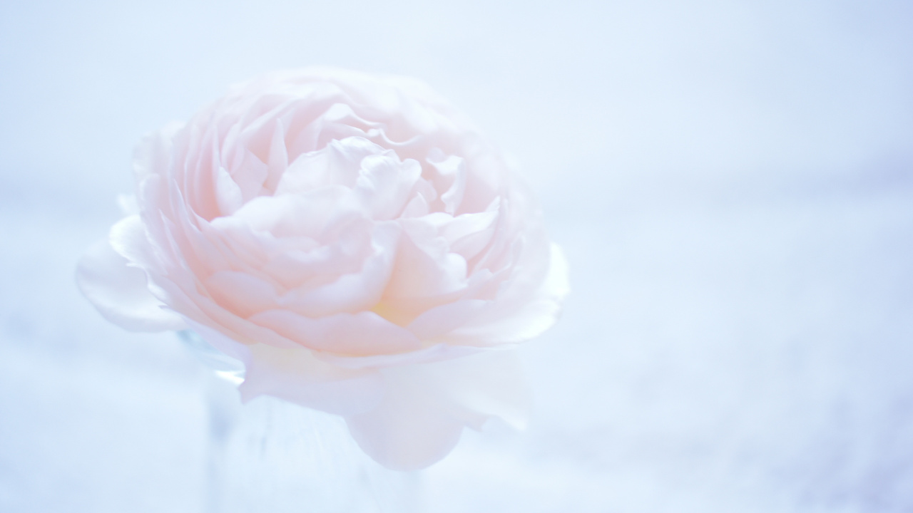 Обои цветок, цветковое растение, лепесток, Роза, розовые цветы в разрешении 1280x720