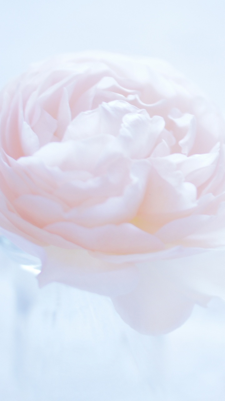 Обои цветок, цветковое растение, лепесток, Роза, розовые цветы в разрешении 720x1280