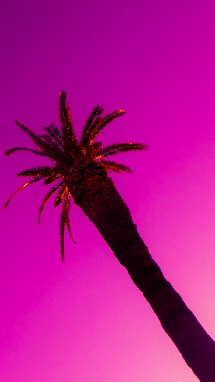 Обои Фиолетовый, розовый, пурпур, растение, пурпурный цвет в разрешении 720x1280