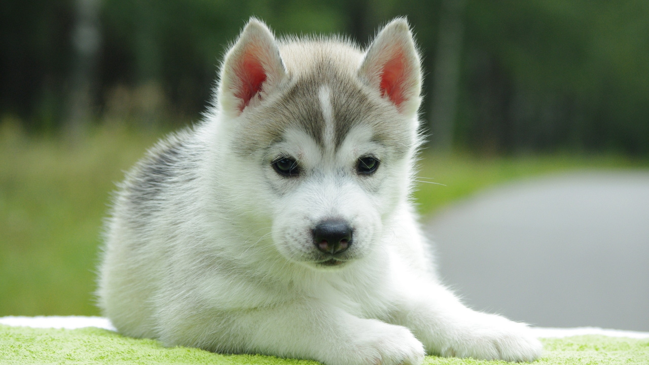 Обои щенок, привлекательность, собака породы, Сахалинская хаски, миниатюрный Сибирский хаски в разрешении 1280x720