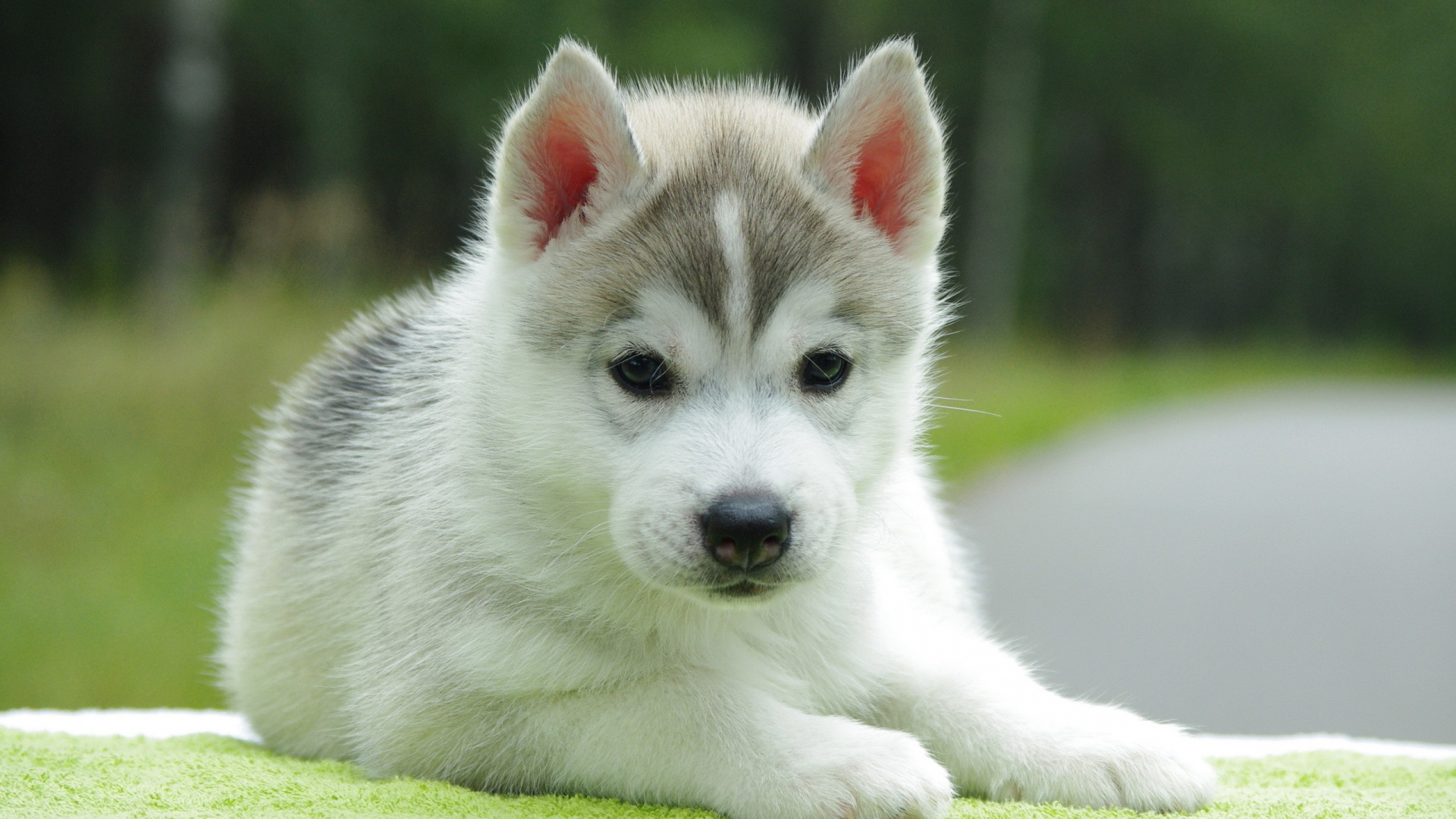 Обои щенок, привлекательность, собака породы, Сахалинская хаски, миниатюрный Сибирский хаски в разрешении 1920x1080