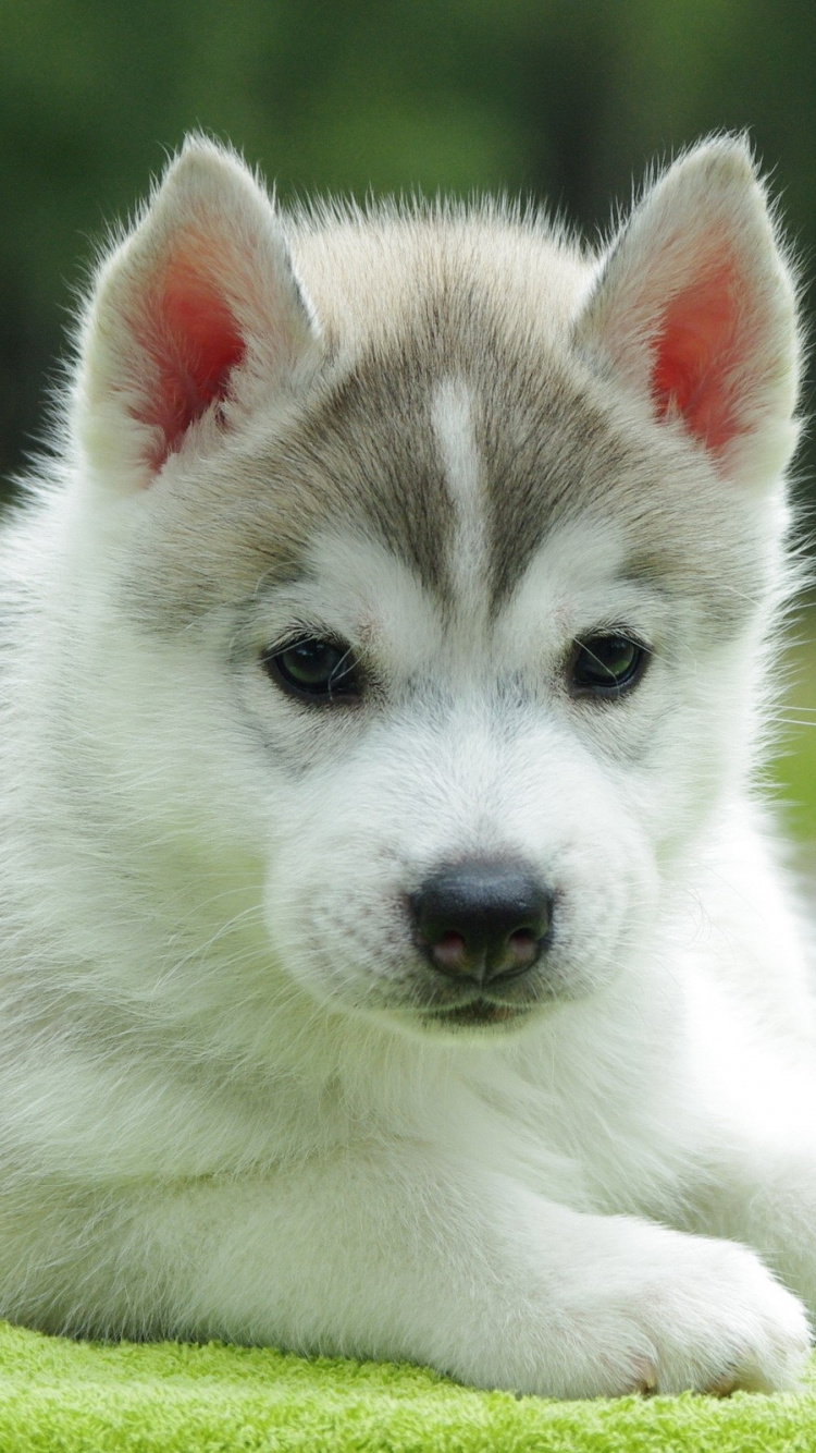 Обои щенок, привлекательность, собака породы, Сахалинская хаски, миниатюрный Сибирский хаски в разрешении 750x1334