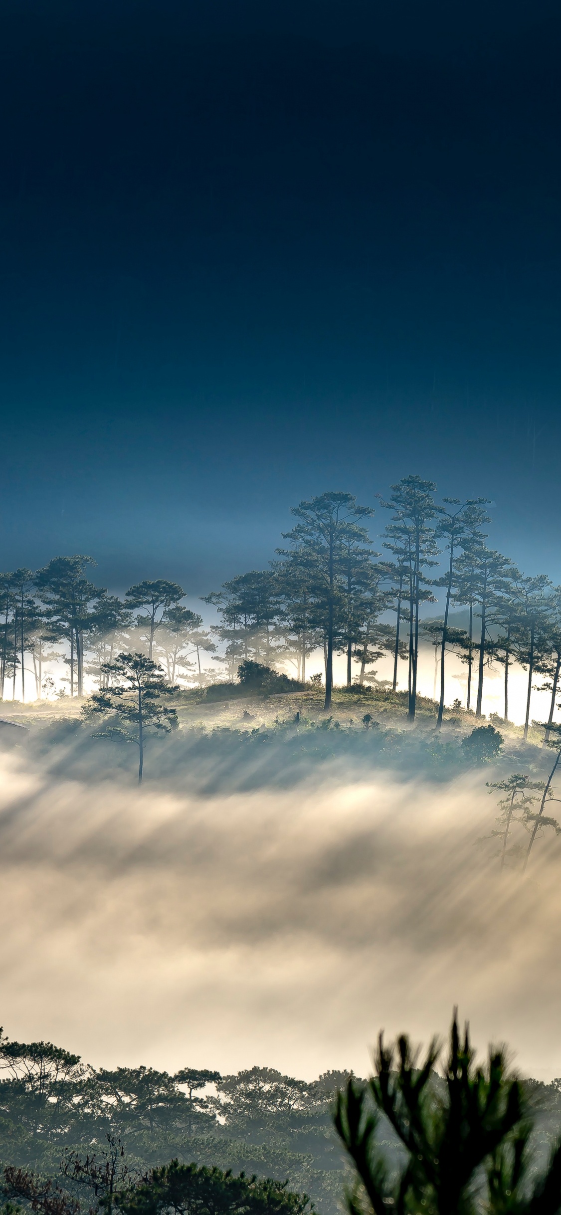 Обои облако, атмосфера, растение, природный ландшафт, ветвь в разрешении 1125x2436