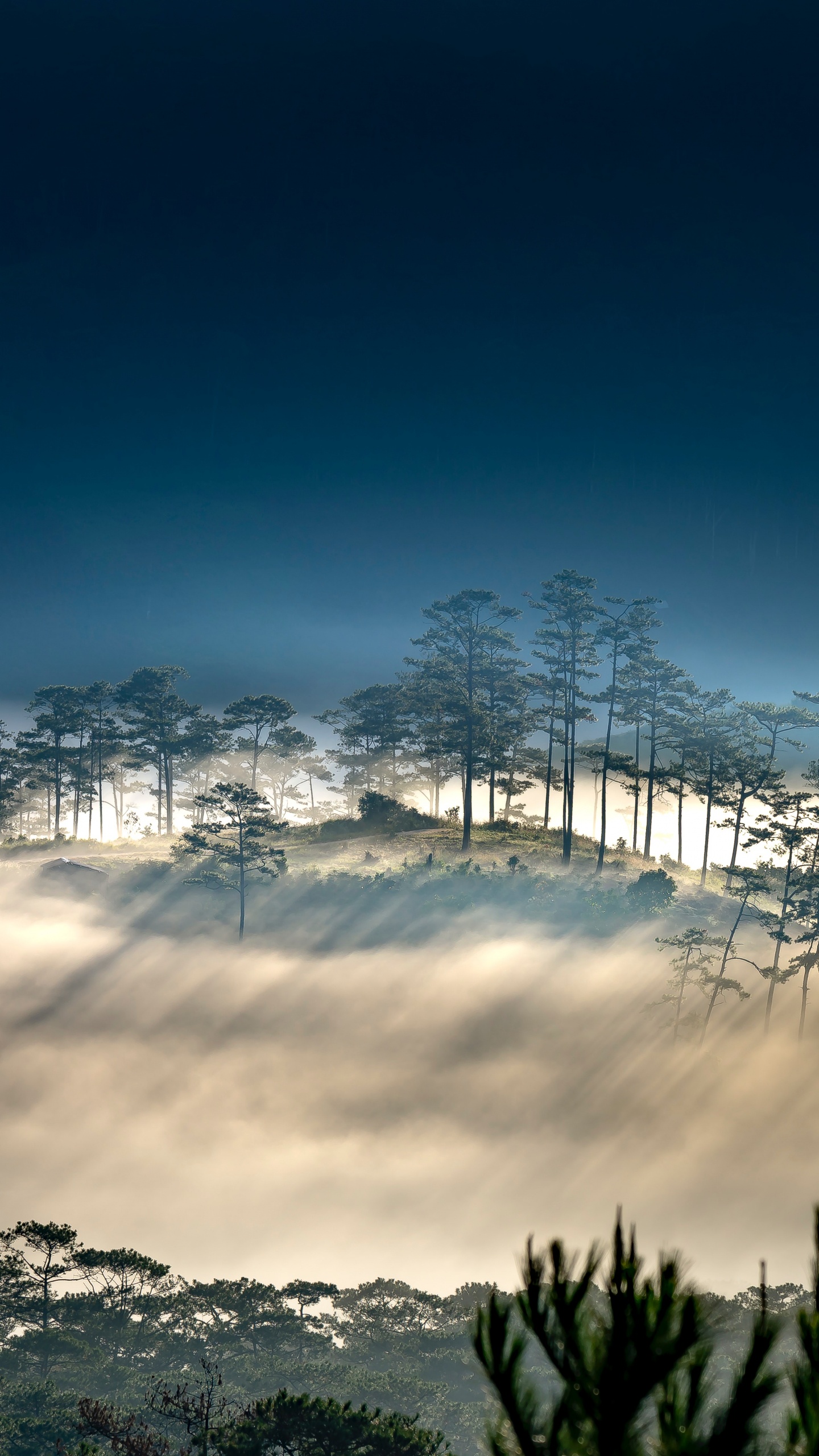 Обои облако, атмосфера, растение, природный ландшафт, ветвь в разрешении 1440x2560