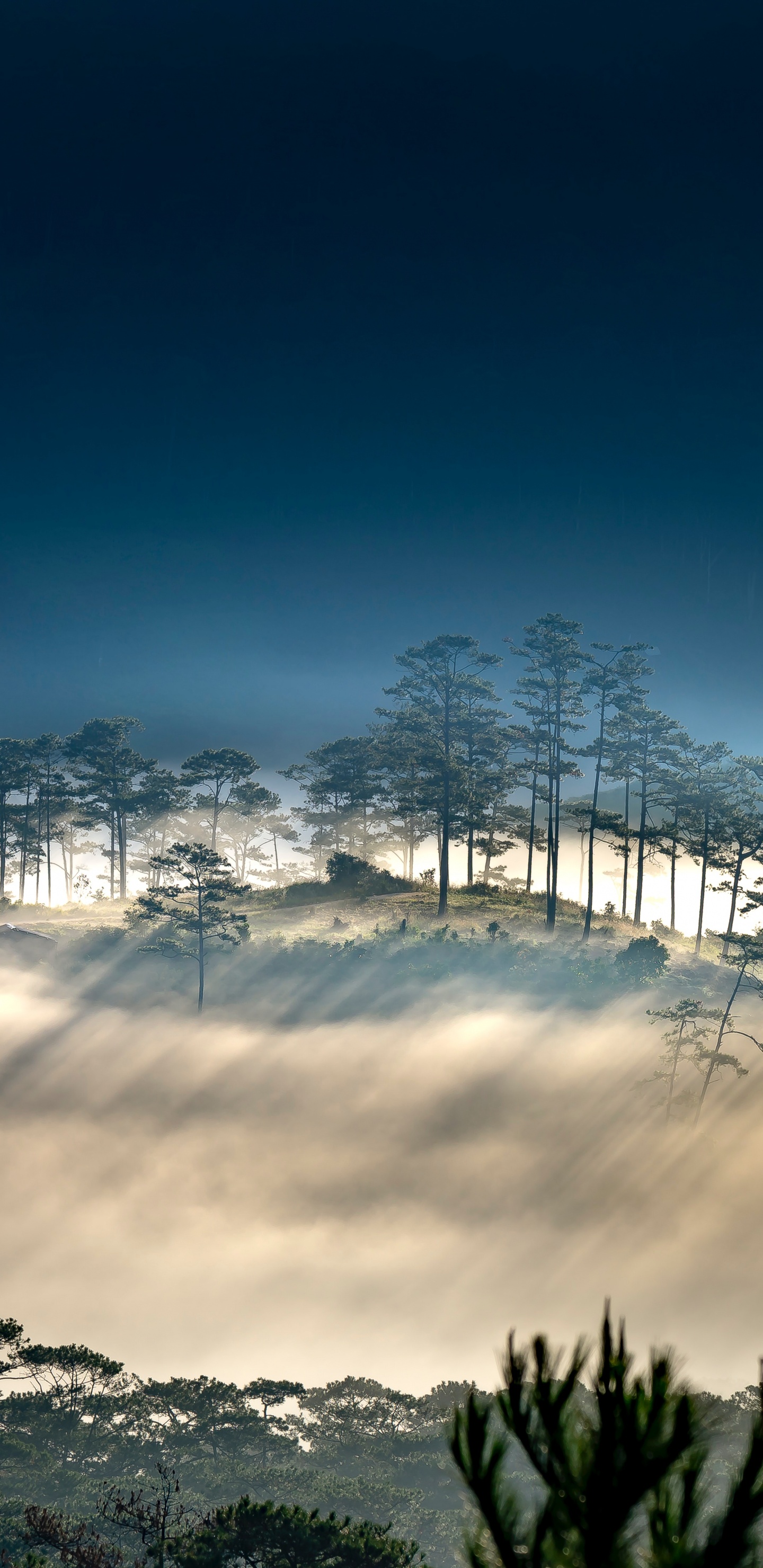 Обои облако, атмосфера, растение, природный ландшафт, ветвь в разрешении 1440x2960