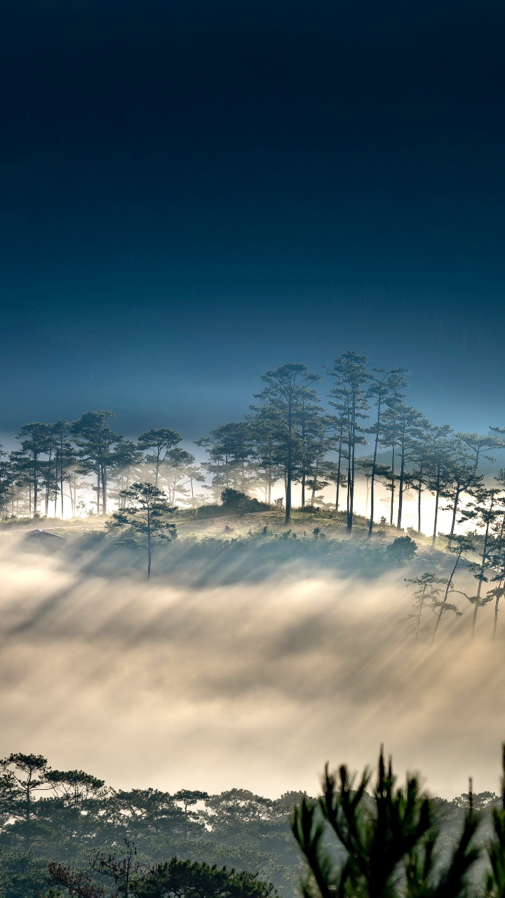 Обои облако, атмосфера, растение, природный ландшафт, ветвь в разрешении 720x1280