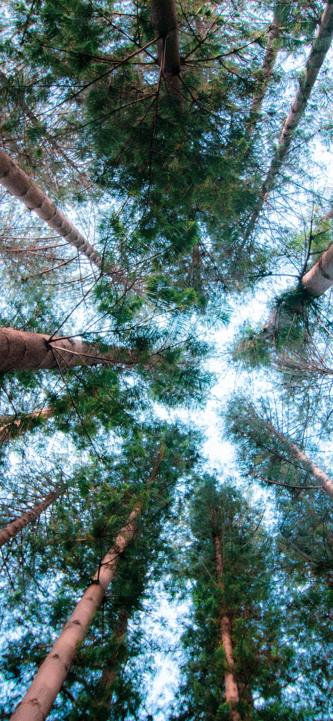 Обои постер, Бигтри, лист, окружающая среда, ветвь в разрешении 1125x2436