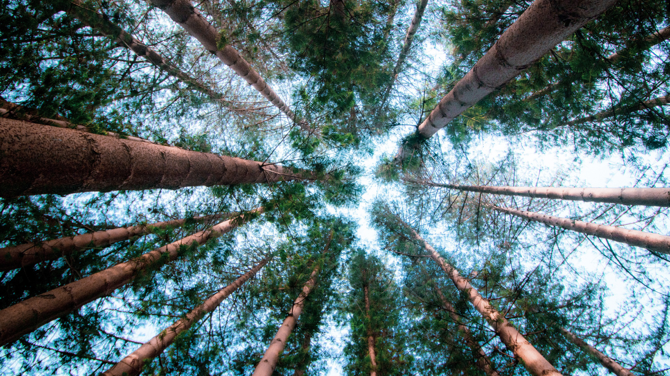 Обои постер, Бигтри, лист, окружающая среда, ветвь в разрешении 1366x768