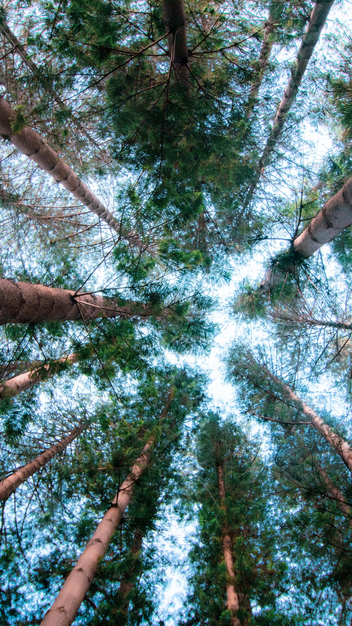 Обои постер, Бигтри, лист, окружающая среда, ветвь в разрешении 1440x2560