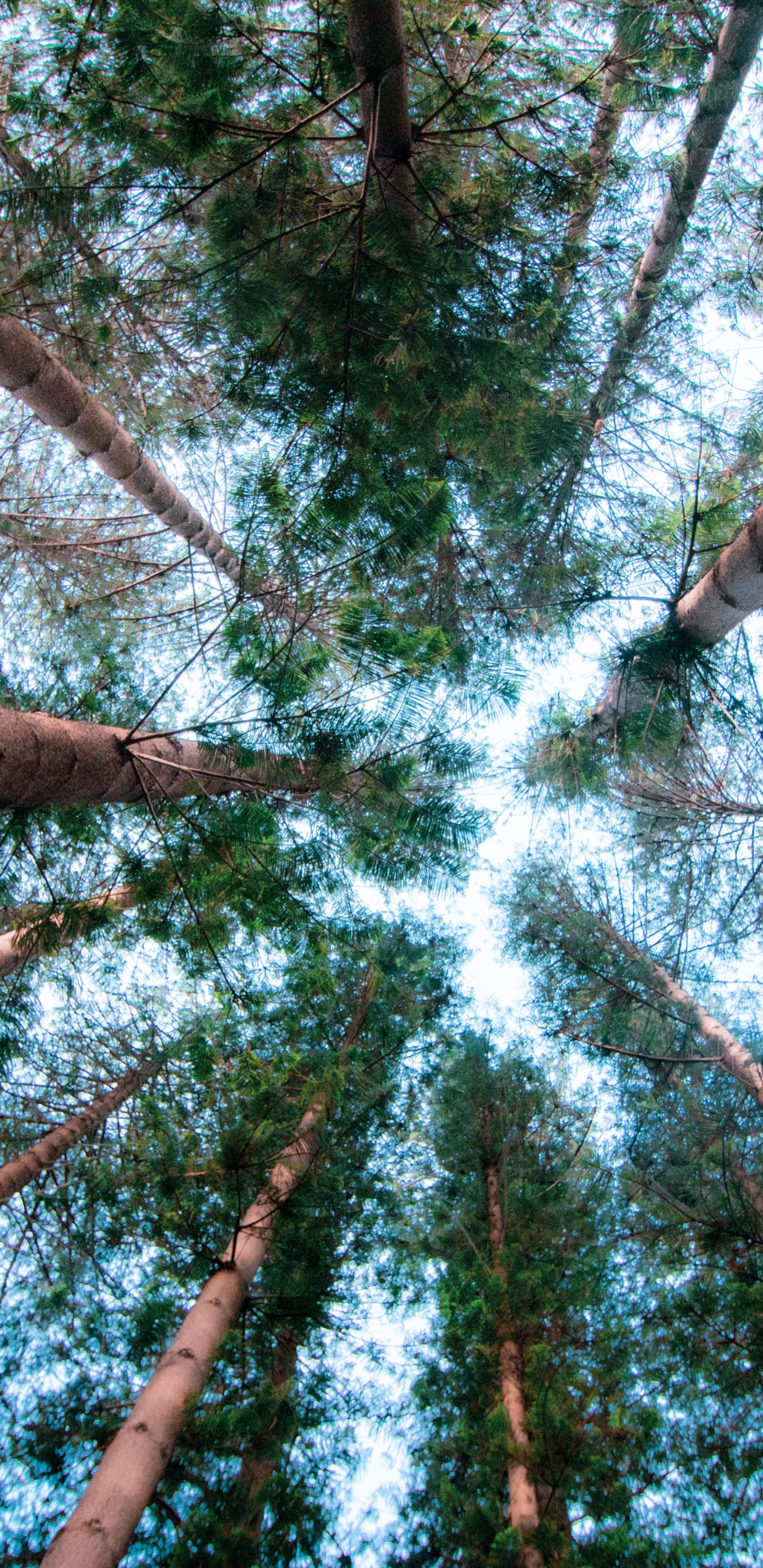 Обои постер, Бигтри, лист, окружающая среда, ветвь в разрешении 1440x2960