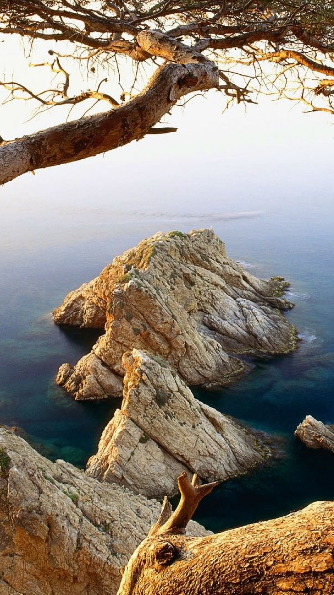 Обои дерево, природа, древесина, ветвь, ствол в разрешении 1080x1920