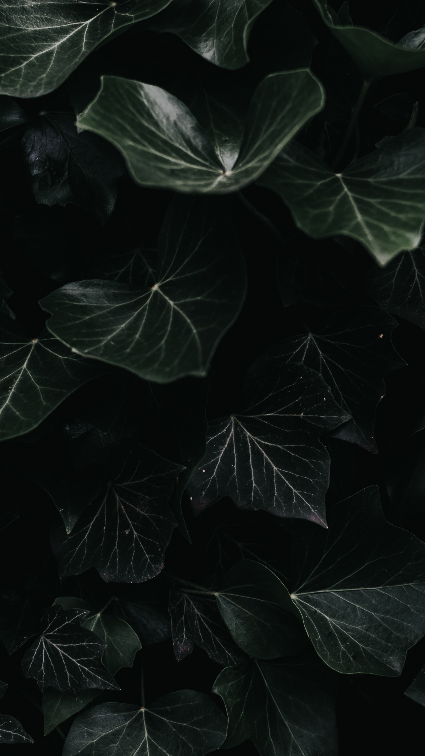 Обои лист, черный, растение, темнота, вода в разрешении 1440x2560