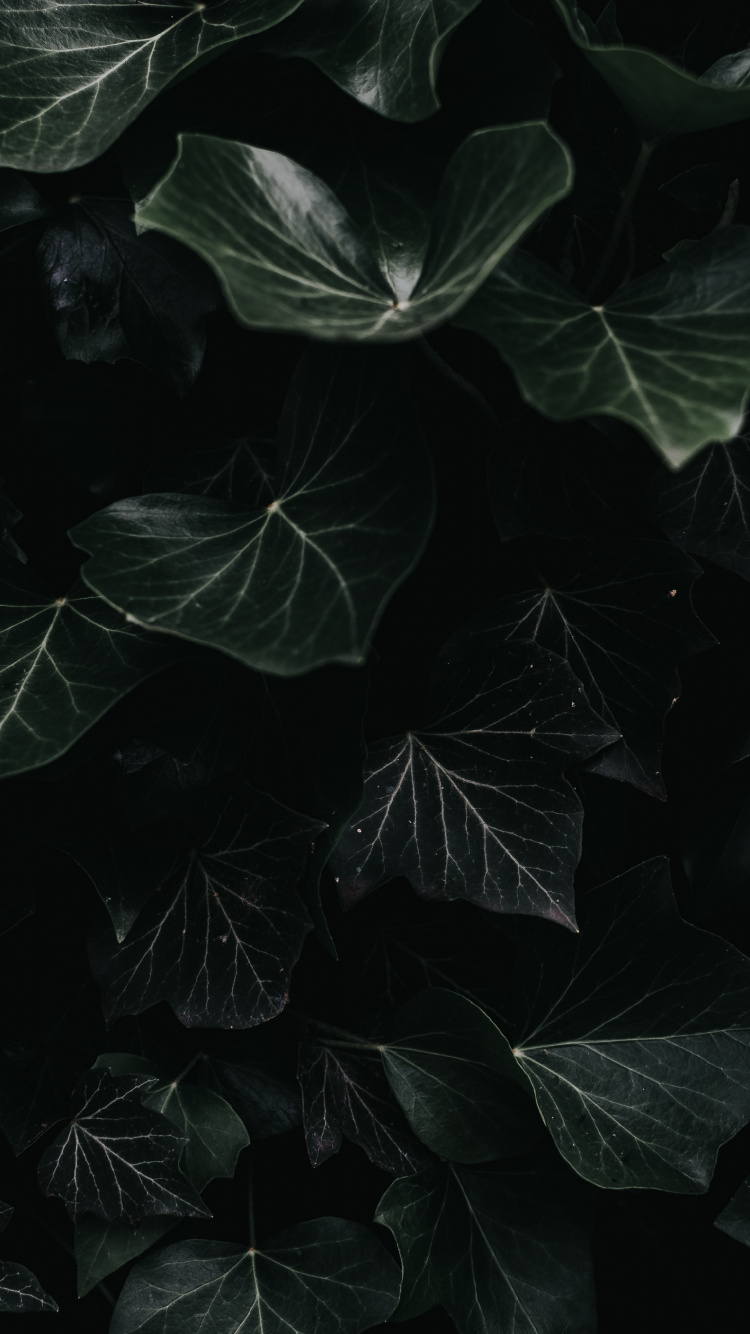 Обои лист, черный, растение, темнота, вода в разрешении 750x1334