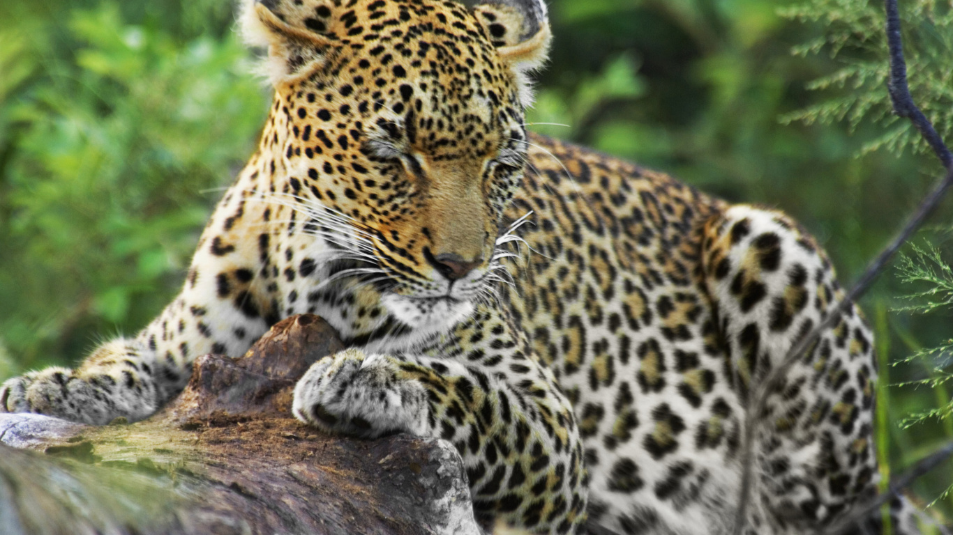 Обои национальный парк Крюгера, Лев, Гепард, наземные животные, живая природа в разрешении 1366x768