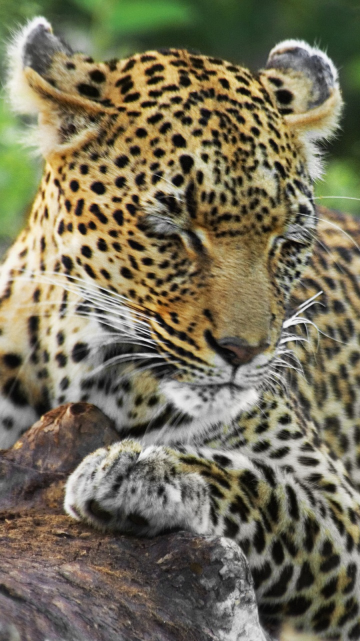 Обои национальный парк Крюгера, Лев, Гепард, наземные животные, живая природа в разрешении 720x1280