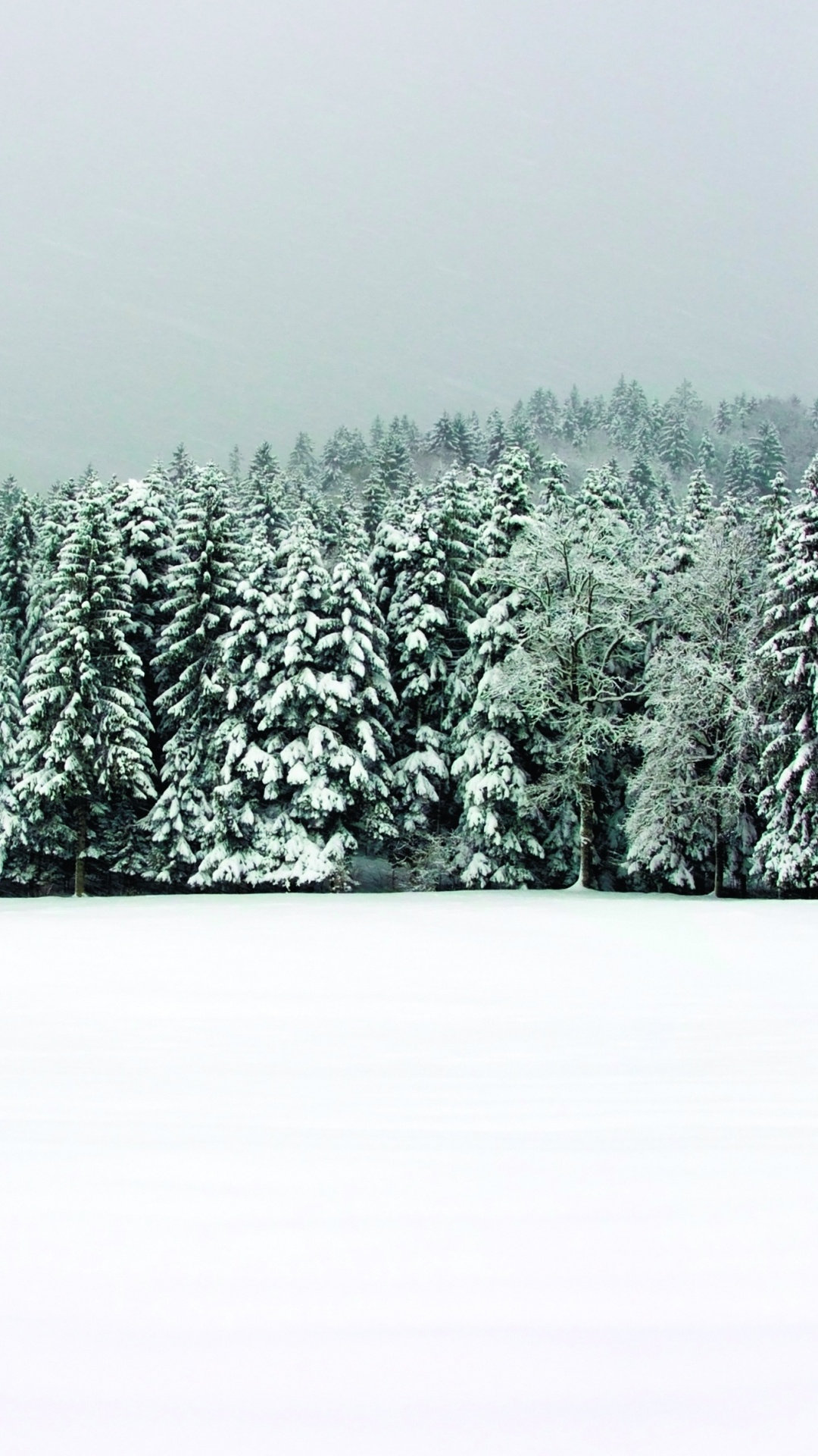 Обои снег, пихта, ель, зима, дерево в разрешении 1080x1920