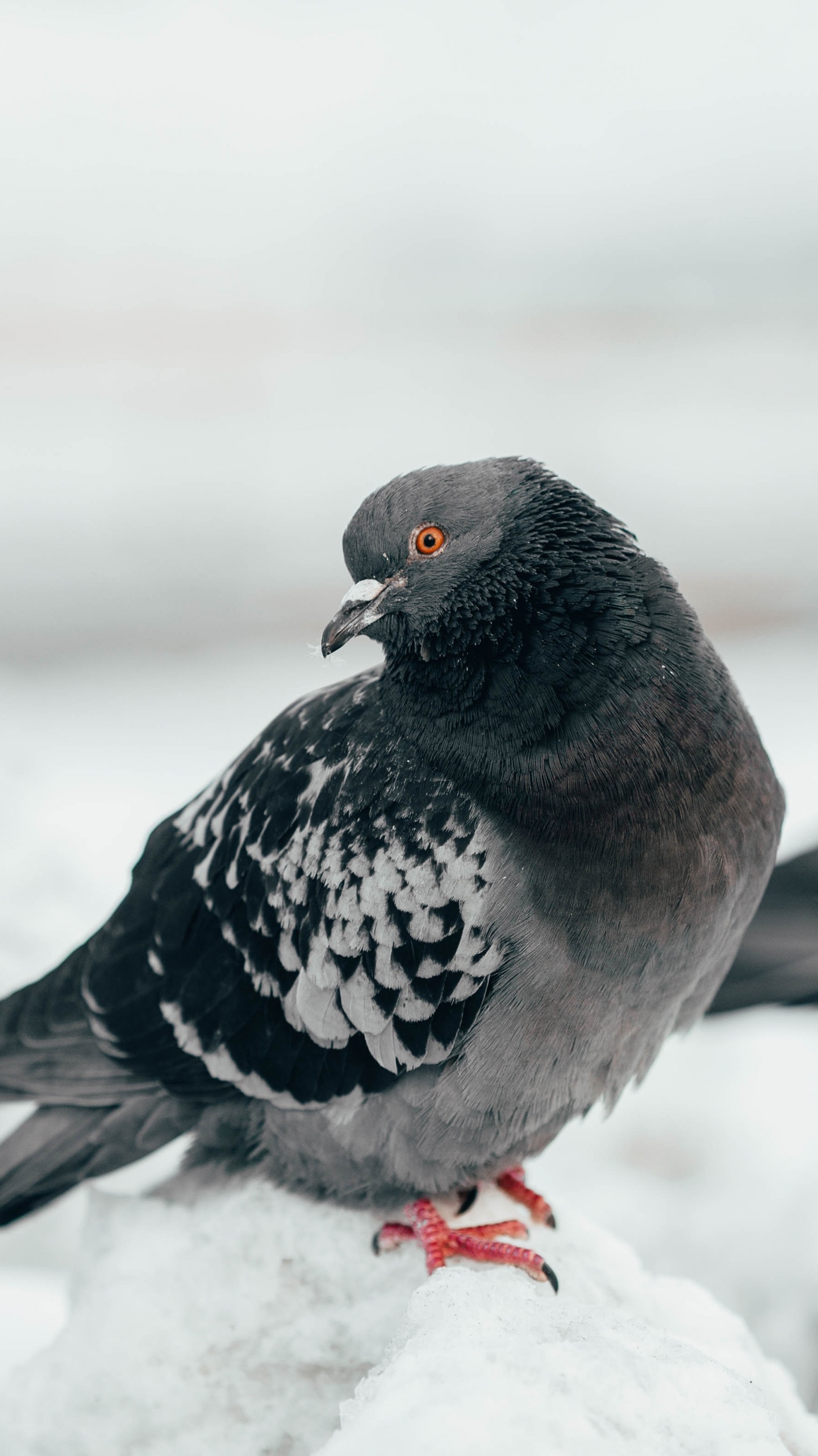 Обои Сизый голубь, птица, клюв, голуби и горлицы, клинтух в разрешении 1440x2560