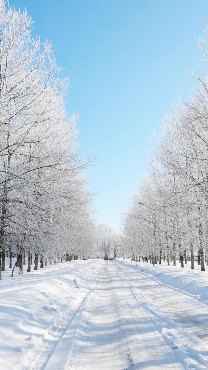 Обои зима, снег, дерево, замораживание, мороз в разрешении 720x1280