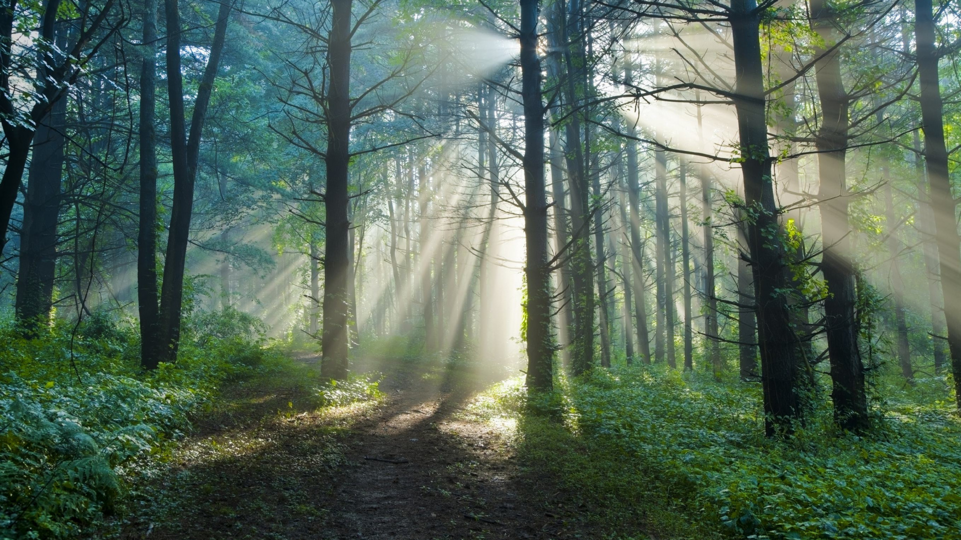 Обои Бореальные леса Канады, лес, дерево, природа, лесистая местность в разрешении 1920x1080
