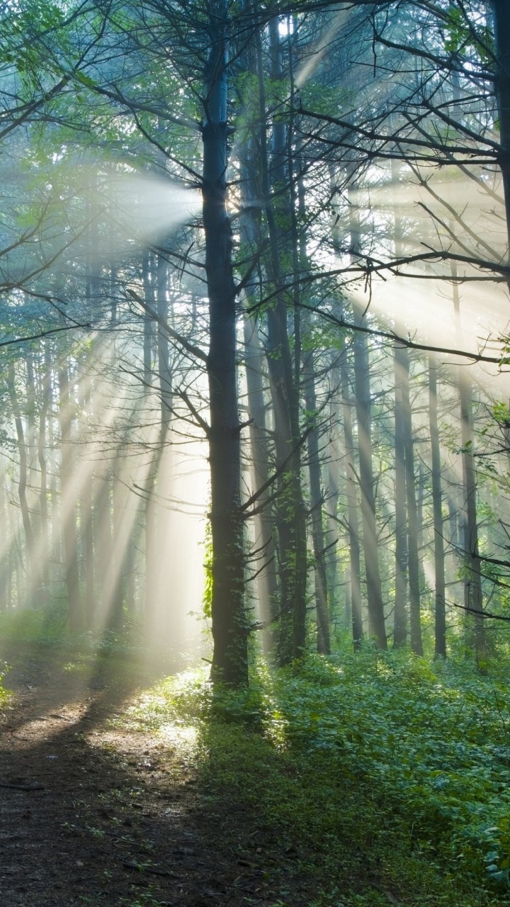 Обои Бореальные леса Канады, лес, дерево, природа, лесистая местность в разрешении 720x1280