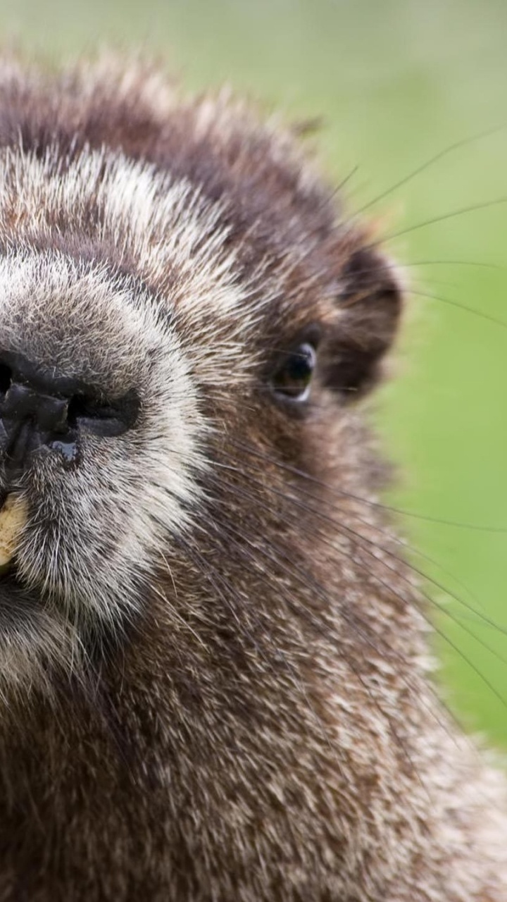 Обои грызун, наземные животные, морда, ubuntu, животный мир в разрешении 720x1280