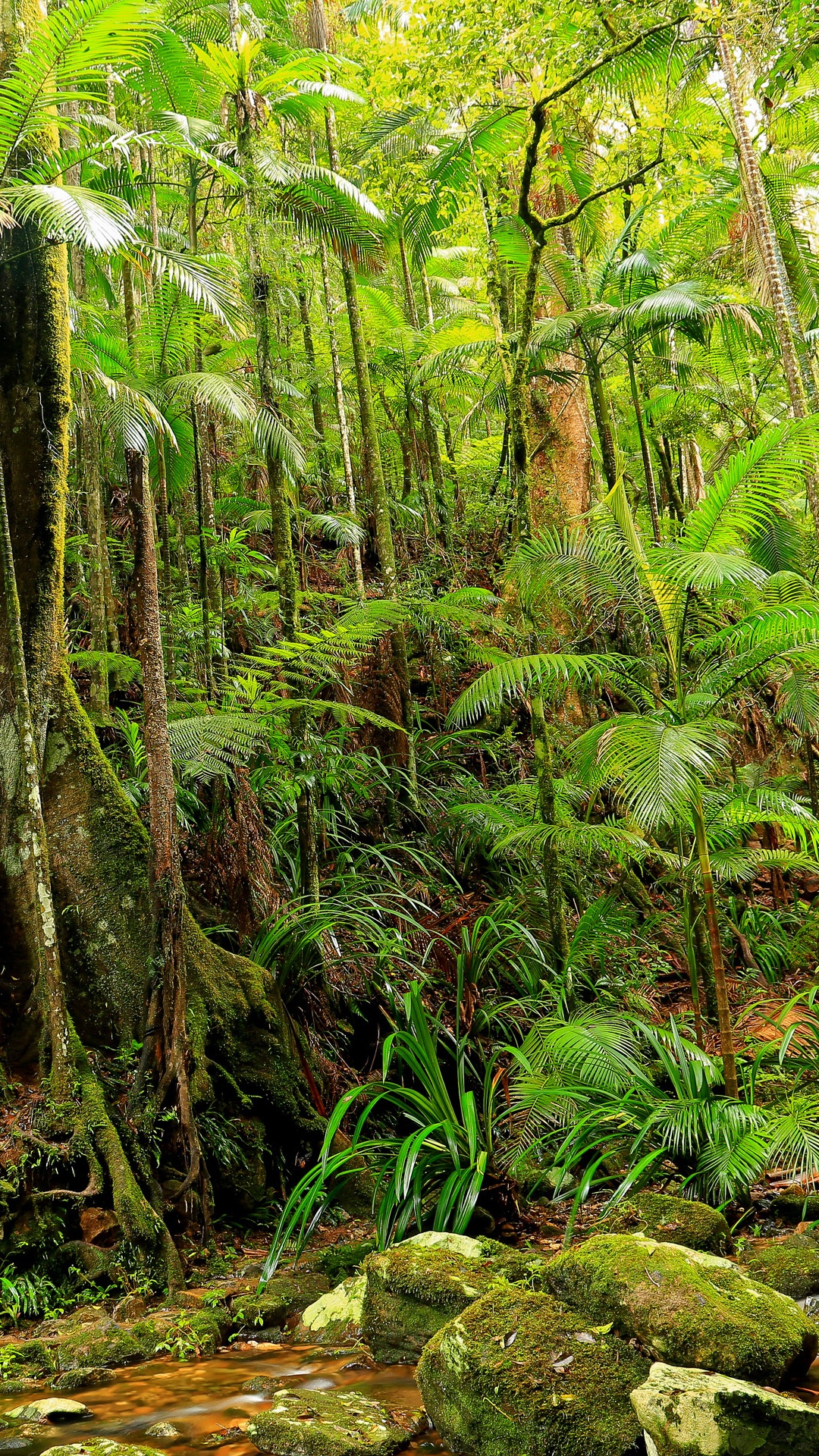 Обои джунгли, растительность, лес, природный заповедник, Тропический Лес Дейнтри в разрешении 1080x1920