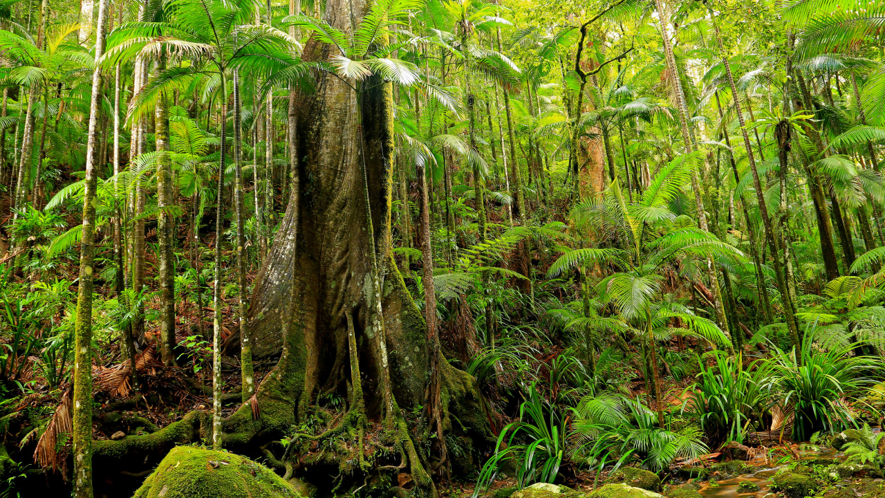 Обои джунгли, растительность, лес, природный заповедник, Тропический Лес Дейнтри в разрешении 1280x720