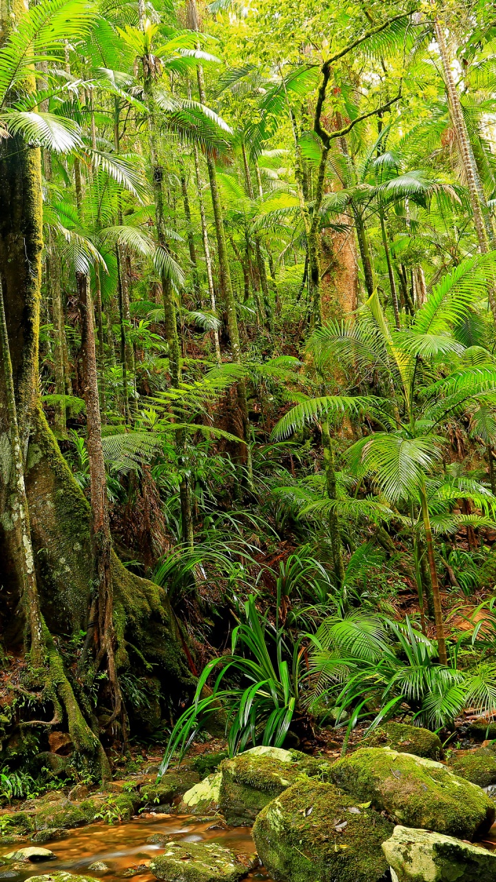 Обои джунгли, растительность, лес, природный заповедник, Тропический Лес Дейнтри в разрешении 720x1280