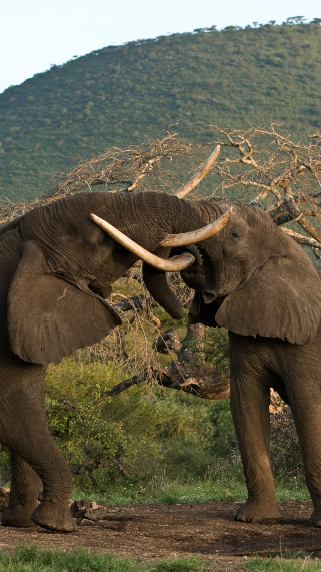 Обои национальный парк тарангире, серенгети, сафари, Слон, слоны и мамонты в разрешении 1080x1920