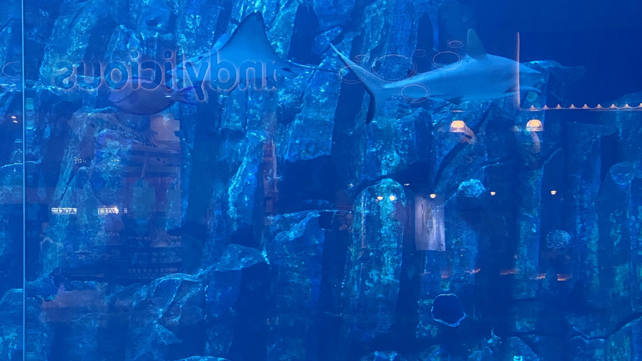 Обои подземные воды, морская биология, вода, наука, рыба в разрешении 1280x720