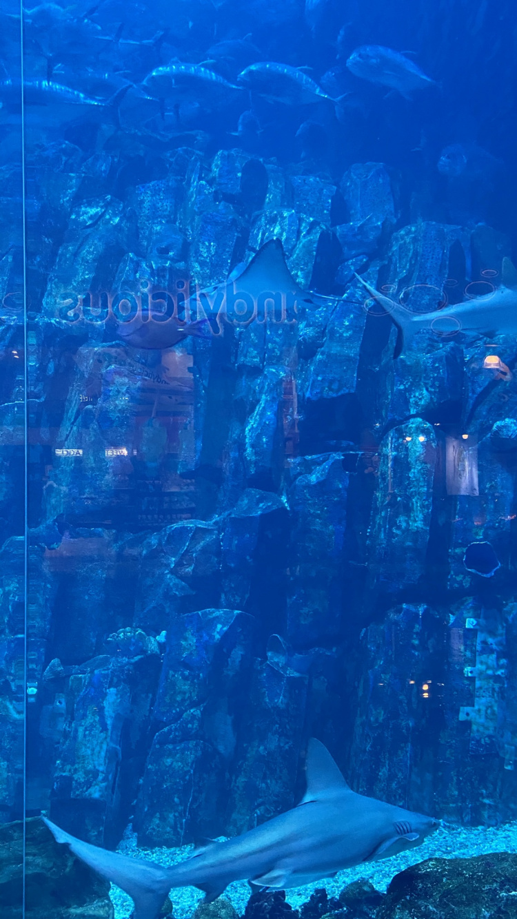 Обои подземные воды, морская биология, вода, наука, рыба в разрешении 750x1334